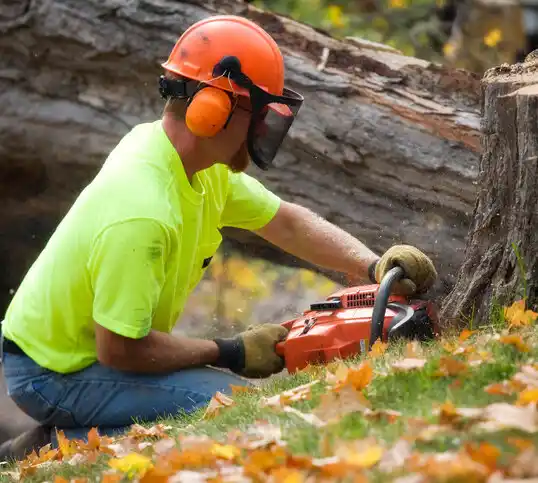 tree services Radcliff